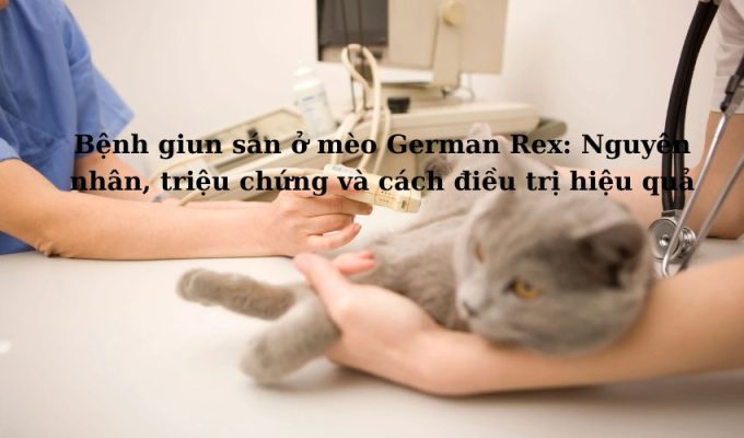 Bệnh giun sán ở Mèo Foldex: Nguyên nhân, triệu chứng và cách điều trị hiệu quả