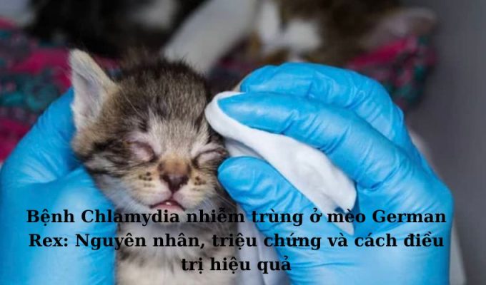 Bệnh Chlamydia nhiễm trùng ở Mèo Foldex: Nguyên nhân, triệu chứng và cách điều trị hiệu quả