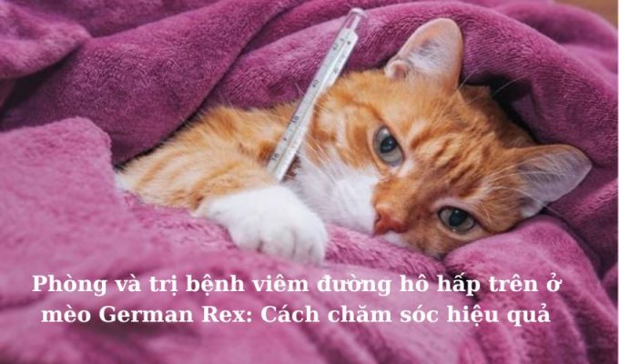 Phòng và trị bệnh viêm đường hô hấp trên ở Mèo Foldex: Cách chăm sóc hiệu quả