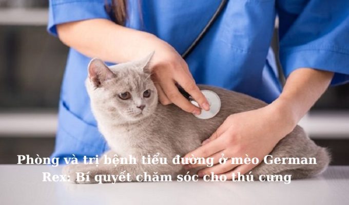 Phòng và trị bệnh tiểu đường ở Mèo Foldex: Bí quyết chăm sóc cho thú cưng