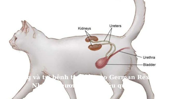 Phòng và trị bệnh thận ở Mèo Foldex: Những phương pháp hiệu quả