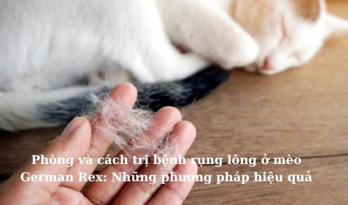 Phòng và cách trị bệnh rụng lông ở Mèo Foldex: Những phương pháp hiệu quả