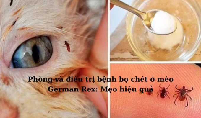 Phòng và điều trị bệnh bọ chét ở Mèo Foldex: Mẹo hiệu quả