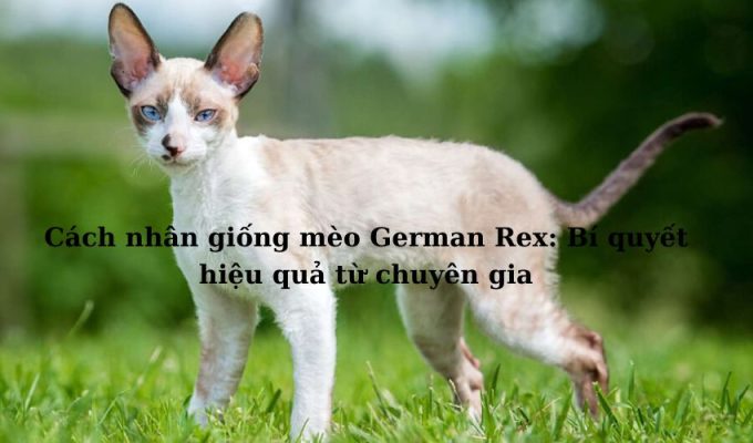 Cách nhân giống Mèo Foldex: Bí quyết hiệu quả từ chuyên gia