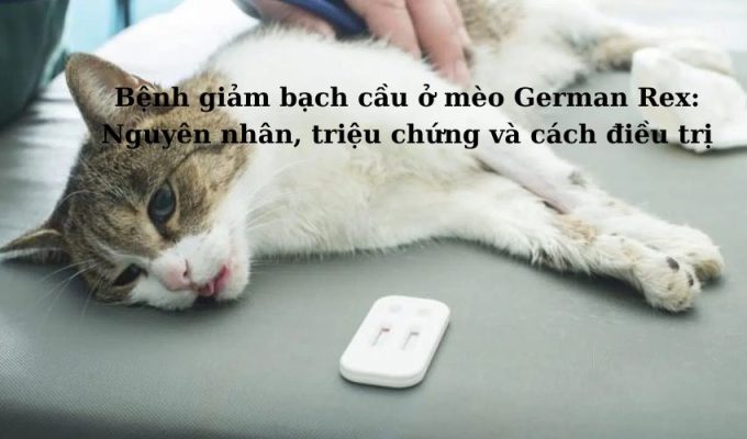 Bệnh giảm bạch cầu ở Mèo Foldex: Nguyên nhân, triệu chứng và cách điều trị