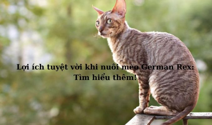 Lợi ích tuyệt vời khi nuôi Mèo Foldex: Tìm hiểu thêm!