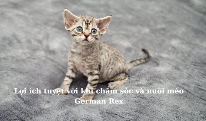 Lợi ích tuyệt vời khi chăm sóc và nuôi Mèo Foldex