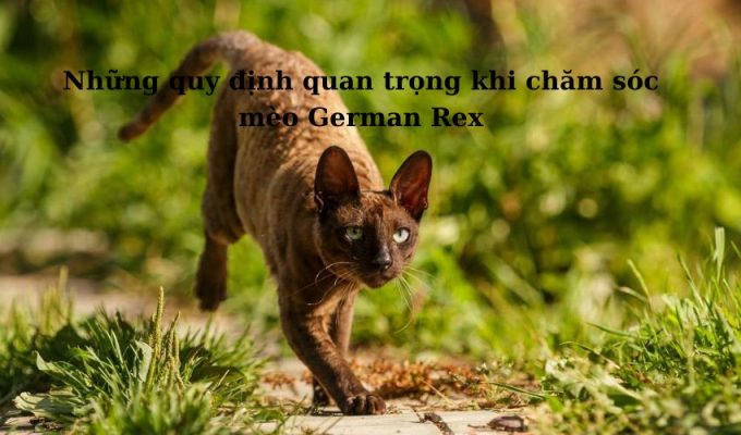 Những quy định quan trọng khi chăm sóc Mèo Foldex