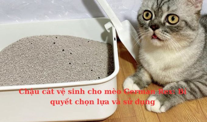 Chậu cát vệ sinh cho Mèo Foldex: Bí quyết chọn lựa và sử dụng