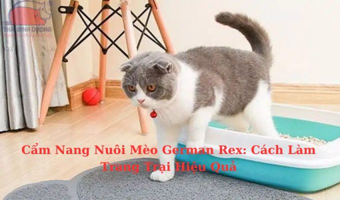 Cẩm Nang Nuôi Mèo Foldex: Cách Làm Trang Trại Hiệu Quả