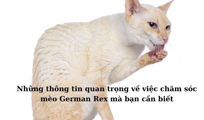 Những thông tin quan trọng về việc chăm sóc Mèo Foldex mà bạn cần biết